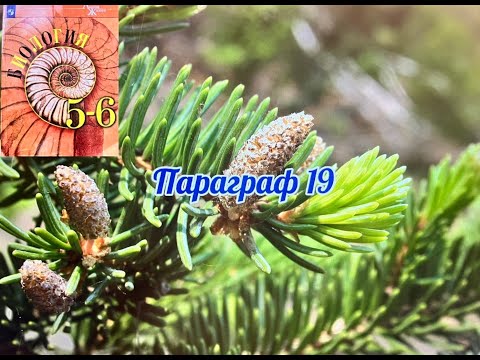 Видео: Биология 5-6 класс (Пасечник) аудио Параграф 19 "Голосеменные растения"