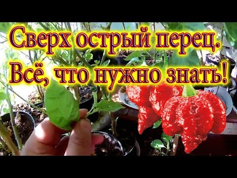 Видео: Сверх острый перец. Всё, что нужно знать!