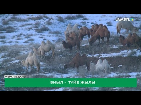 Видео: Биыл түйе жылы