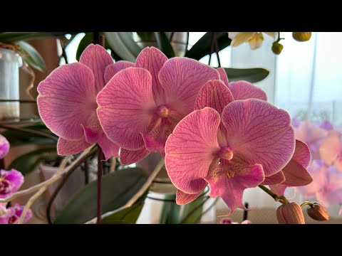 Видео: Кокосовое волокно для орхидей ( ответы на вопросы зрителей )