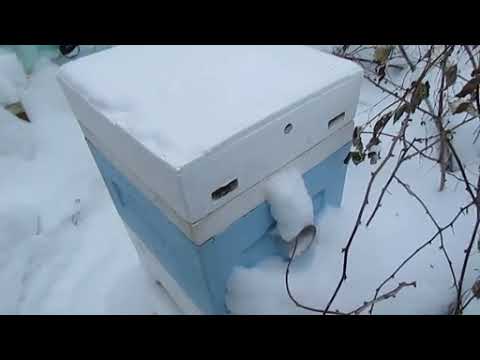 Видео: декабрь на пасеке - зимовка пчел на воле, в одном корпусе на рамку Дадан и закрытой сеткой снизу