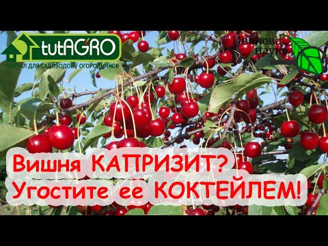 Видео: ЭТОТ КОКТЕЙЛЬ ДЛЯ ВИШНИ ЗАСТАВИТ ДАЖЕ КАПРИЗНОЕ ДЕРЕВО  ДАТЬ БОЛЬШОЙ УРОЖАЙ! СУПЕРКОКТЕЙЛЬ!