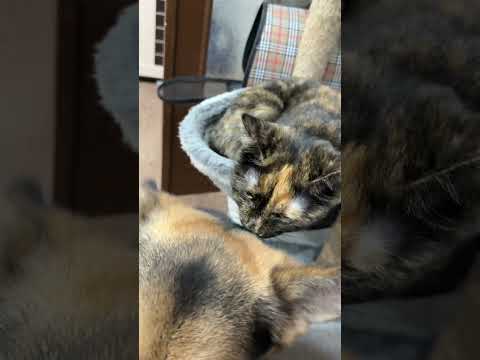 Видео: Муся и Гоша-очень любят друг друга ❤️❤️❤️ #юмор #sʜᴏʀᴛᴠɪᴅᴇᴏ #веселыекоты #собака