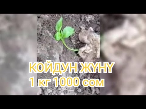 Видео: ЖҮНДҮ кантип ЖЕР СЕМИРТКИЧ катары туура колдонуу керек?