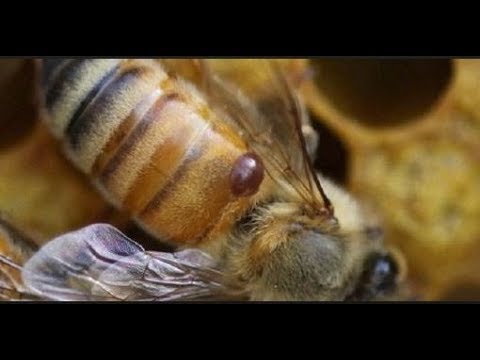 Видео: как бороться с клещом варроа