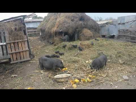 Видео: вєтнамські свині та поросята