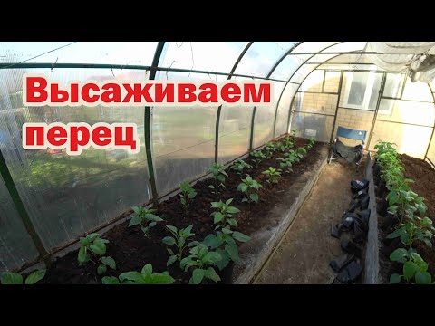 Видео: Технология высаживания рассады перца в теплицу