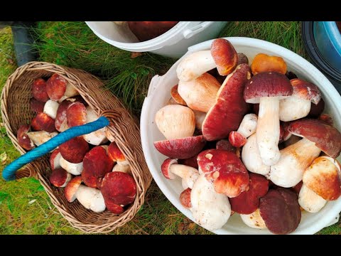 Видео: Боровые Алёховщины. 5.9.25. Начало