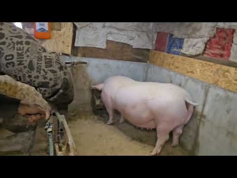 Видео: Ремонтные свинки Пьетрен