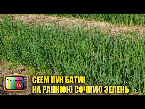 Видео: РАННЯЯ ВЕСЕННЯ СОЧНАЯ ЗЕЛЕНЬ ЛУКА ИЗ СЕМЯН! СЕЕМ ЛУК БАТУН