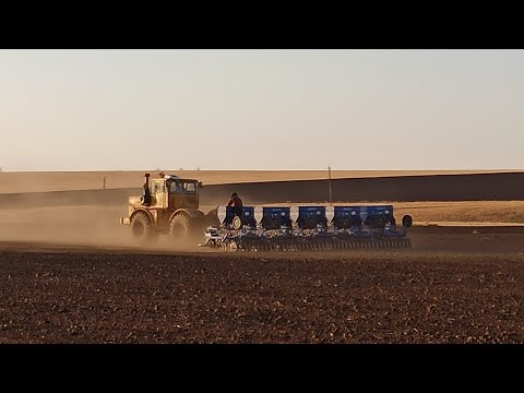 Видео: К-700+СКП 2.1"Дибор"посевная 2020!!!