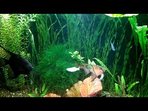 Видео: Аквариум  на старой воде  Почти 3 года без подмен