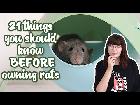 Видео: 21 вещь, которую следует знать, прежде чем завести крыс!