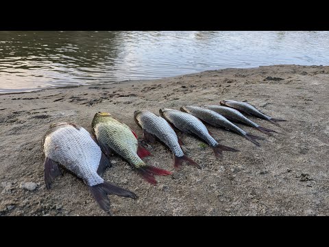 Видео: Шалений кльов на пікер у вересні. Плотва, густера. 09.09.24.