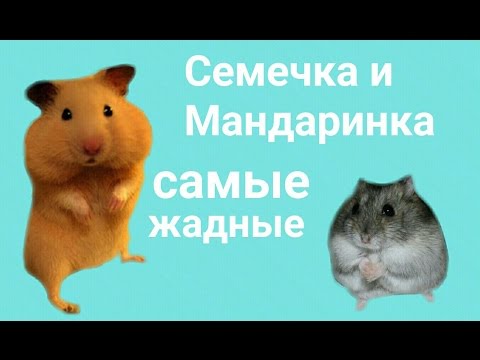 Видео: Уборка в клетках. Семечка и Мандаринка самые жадные)