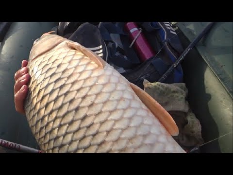 Видео: Супер РЫБАЛКА - САЗАН ЖРЕТ, ХВАТАЕТ НА ВСЕ СРАЗУ, ловля сазана на реке