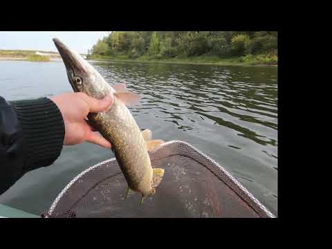 Видео: Ловля щуки на блесна!