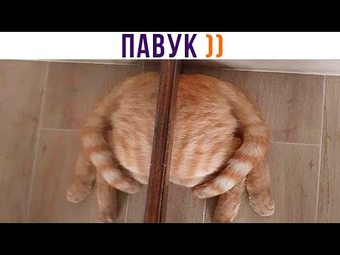 Видео: ПАВУК ))) Приколы с котами | Мемозг 1026