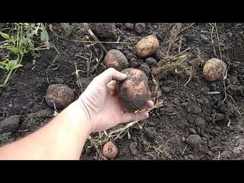 Видео: " Вібролапа " саморобна картопле копалка + міні трактор Сінтай Т 24 РМ копаєм картошку