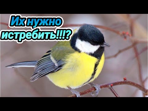 Видео: Этих вредителей нужно травить ежедневно иначе...