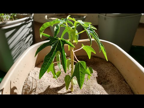 Видео: Выращивание папайи из семян, дни 103–152
