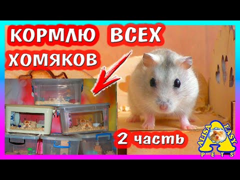 Видео: УТРО МОИХ ПИТОМЦЕВ / ПРОДОЛЖАЮ КОРМИТЬ ВСЕХ ХОМЯКОВ / РАСПАКОВКА / 2 часть / Alisa Easy Pets