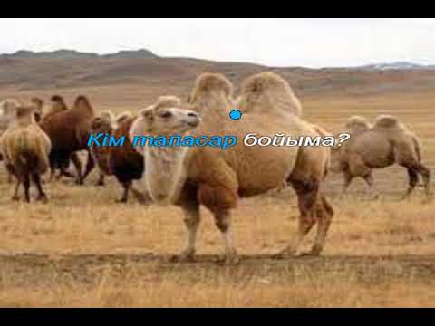 Видео: Түйенің әні. Караоке (+)  1 сынып ІІ тоқсан 9-сабақ.