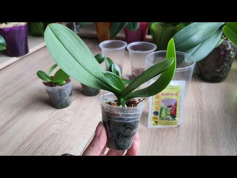 Видео: Посадка подростков орхидей фаленопсис в размере 1,7 с применением Циркона