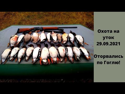 Видео: Охота на утку Гоголь прет!