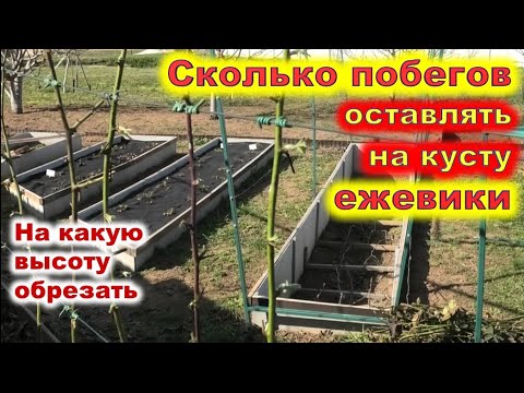 Видео: КАК ПОДВЯЗЫВАТЬ ЕЖЕВИКУ на шпалере. Сколько побегов оставлять на куст?