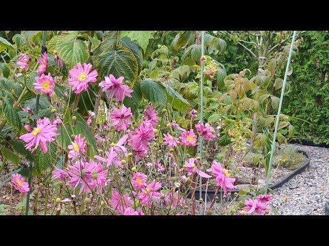 Видео: ПРОГУЛЯНКА САДОМ🍁🍂Осінь 28 вересня