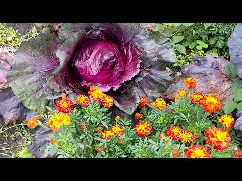 Видео: Городні рослини в середині осені. Що посіяти щоб мати зелень восени?