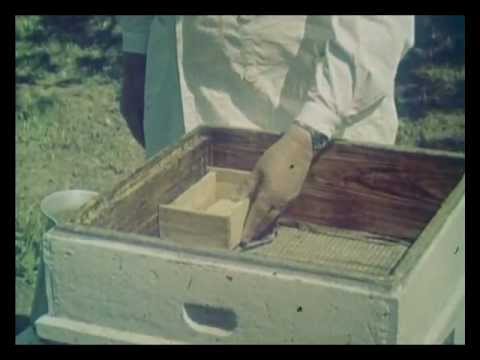 Видео: Болезни и вредители пчел. СССР 1968 год.