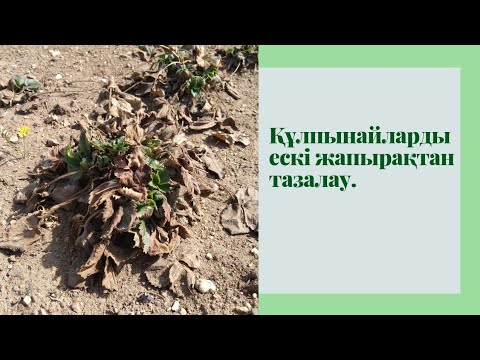 Видео: Құлпынайлардың көктемдегі күтімі. Құлпынайларды ескі жапырақтан тазалау. Құлпынай өсіру.