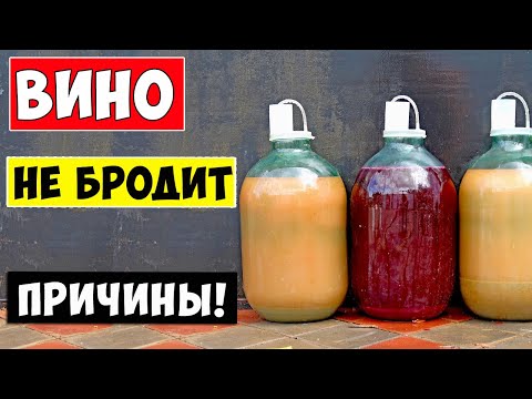 Видео: ВИНО НЕ БРОДИТ! Что Делать? Остановилось брожение вина! Причины!