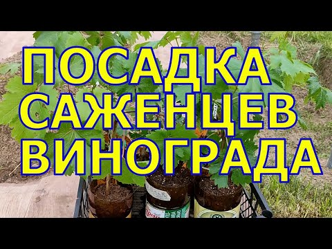 Видео: УПЛОТНЁННАЯ ПОСАДКА САЖЕНЦЕВ ВИНОГРАДА