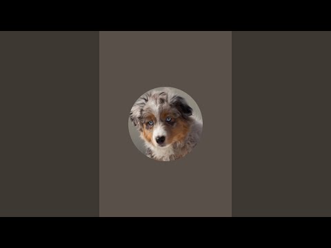 Видео: Наш любимый Питомник is live
