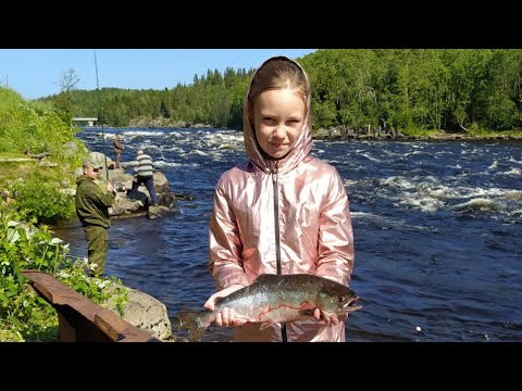 Видео: УМБА. ВИКТОРИЯ - ГРОЗА ГОРБУШИ. Рыбалка на реке УМБА.