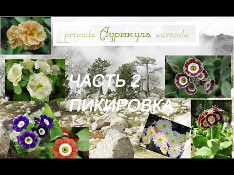 Видео: ЧАСТЬ 2. Пикировка сеянцев. Семена здесь: https://auricula.ru