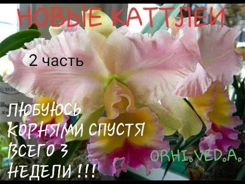 Видео: НОВЫЕ КАТТЛЕИ _ 2 ЧАСТЬ_ СТОИТ ЛИ ПЕРЕСАЖИВАТЬ СРАЗУ _