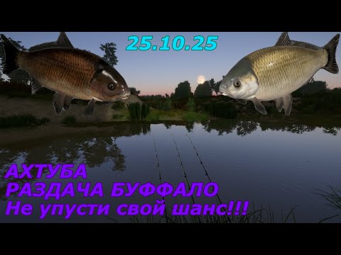 Видео: Раздача Буффало на Ахтубе! | Русская Рыбалка 4