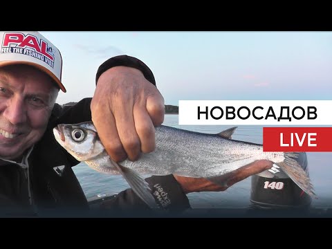 Видео: Новый выпуск НовосадовLive. SLrods Sonar.