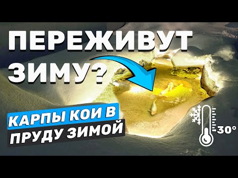 Видео: Второй эксперимент. Зимовка карася и карпа koi в маленьком пруду, выживут? Пруд с рыбой зимой