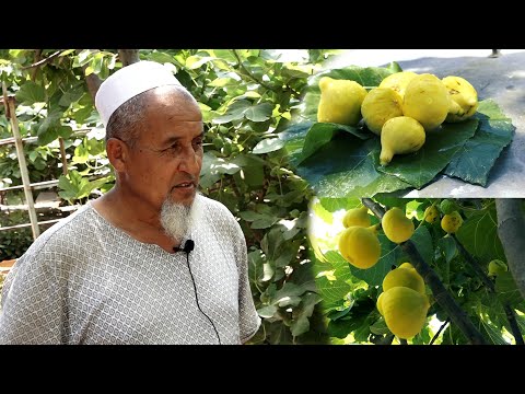 Видео: АНЖИР сезон БАШТАЛДЫ || кантип БЫШАТ көргүлө