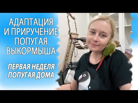 Видео: АДАПТАЦИЯ И ПРИРУЧЕНИЕ ПОПУГАЯ ВЫКОРМЫША | ПЕРВАЯ НЕДЕЛЯ В НОВОМ ДОМЕ