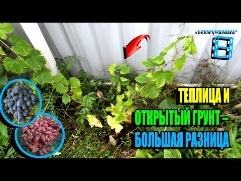 Видео: ДАЖЕ НЕ ПЫТАЙТЕСЬ ВЫСАЖИВАТЬ ВИНОГРАД В ОТКРЫТЫЙ ГРУНТ НА СЕВЕРЕ!  СЕВЕРНЫЙ ВИНОГРАДНИК 25-32