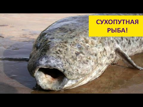 Видео: ПРОТОПТЕР - сухопутная рыба! Наталья Носова