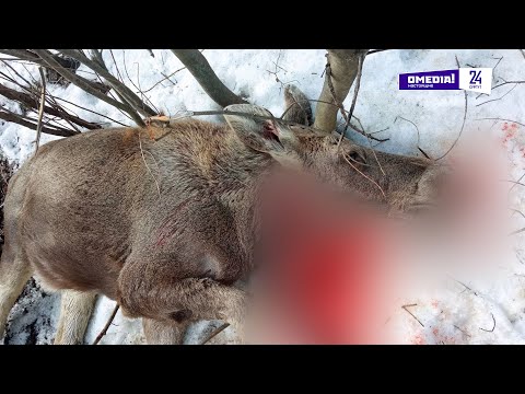 Видео: Что произошло. 25.04.25. В Сургуте неизвестный застрелил лосенка