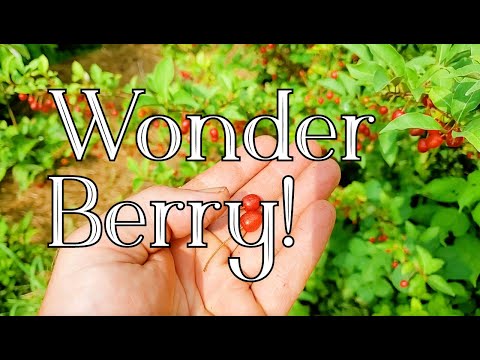 Видео: Ягоды гуми — пермакультурное наслаждение!