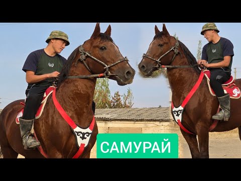 Видео: САМУРАЙ  1.70 см  Асамидинде  Улагына жооп Ат Чыкты 